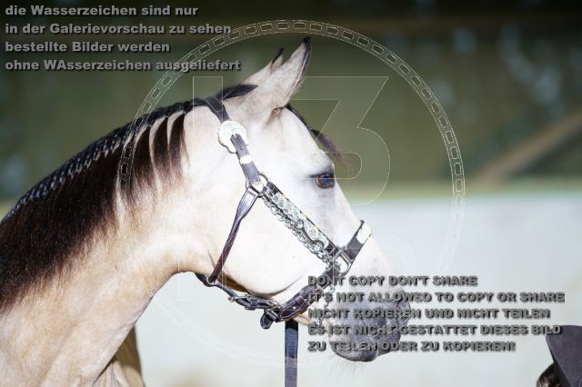 s_K3F08515.JPG